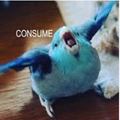 Birb