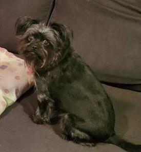 Comet - Black Terrier Mix