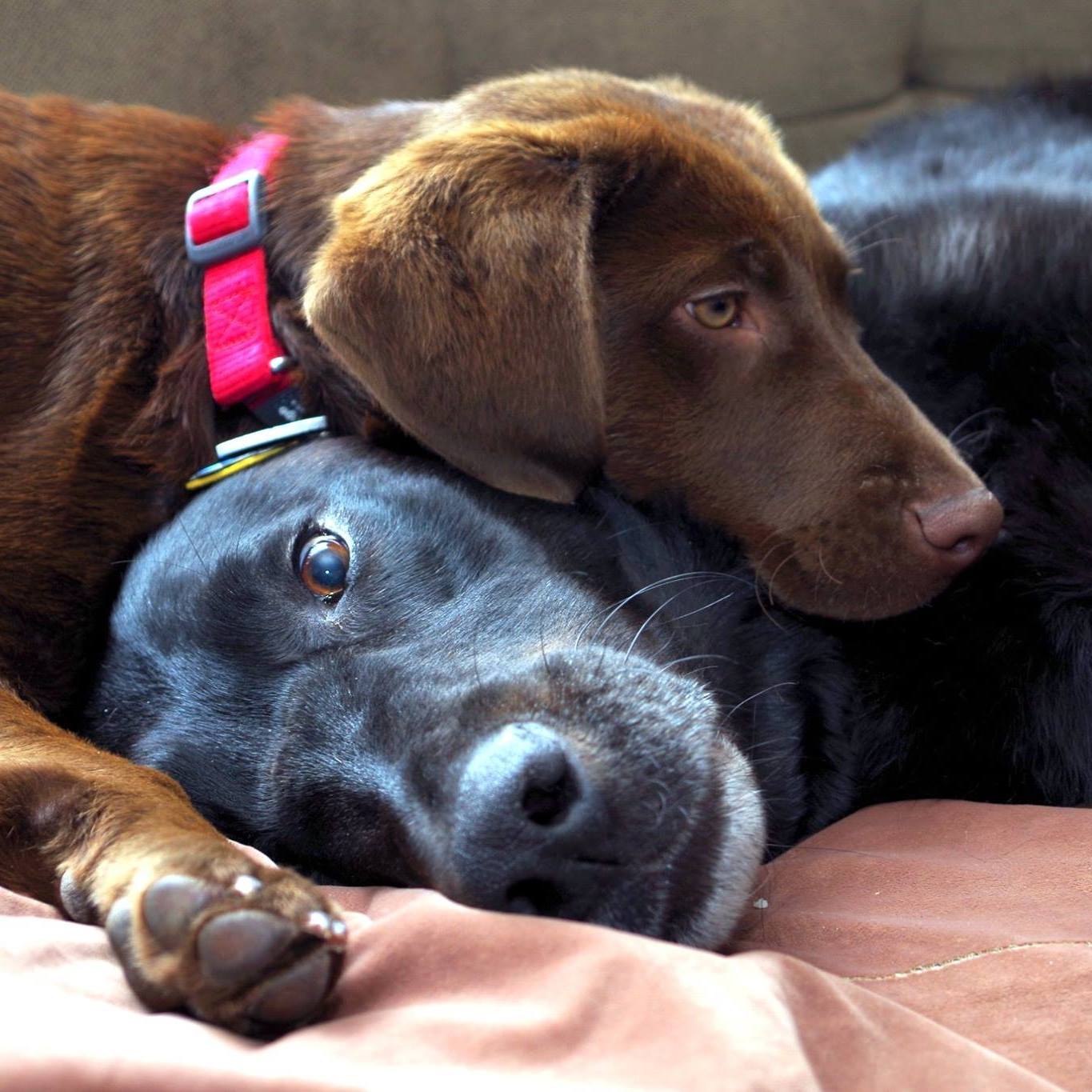 Picture of Brian Yeh