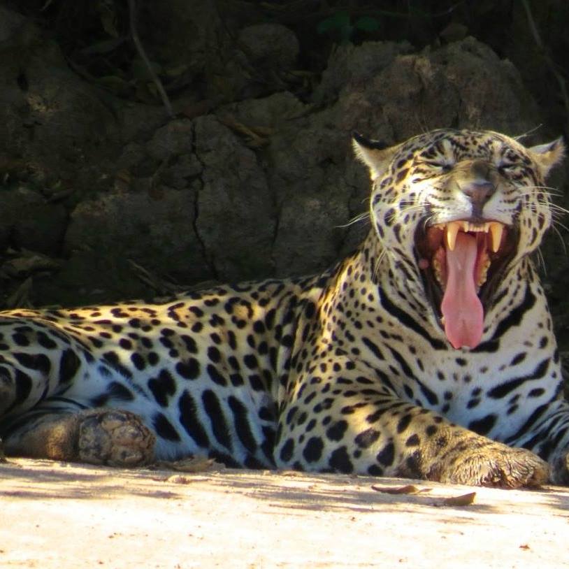 Picture of Dr. Forrest Davis