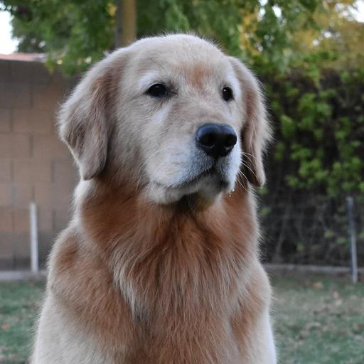 User profile photo