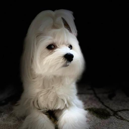 User profile photo