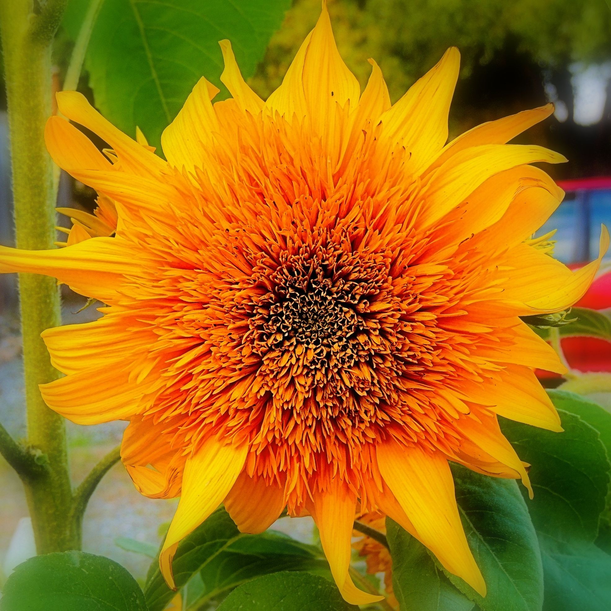 Picture of Becky Luschei