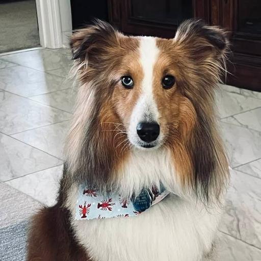 User profile photo