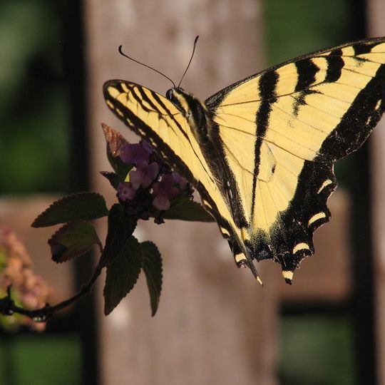 Picture of 如玉 許