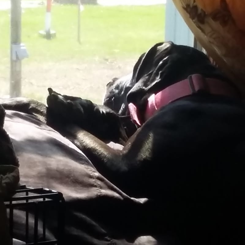 Picture of Sherri Mesecher