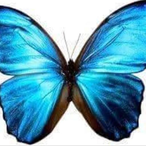 User profile photo
