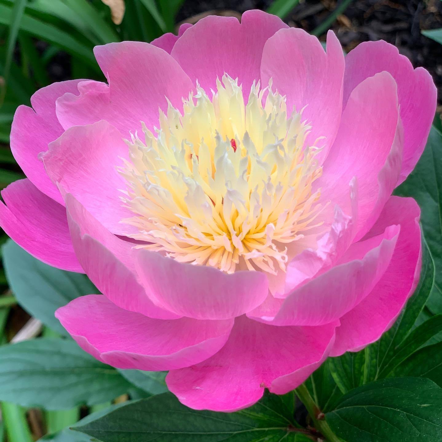 Picture of Rene Pedraza del Prado