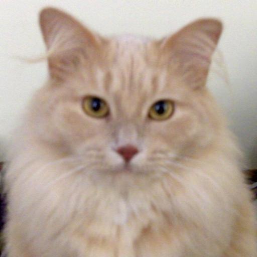 User profile photo