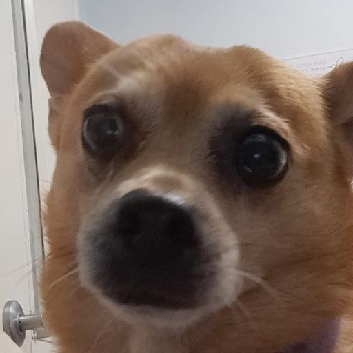 User profile photo