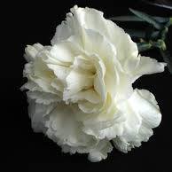 Picture of Kuaji Hill