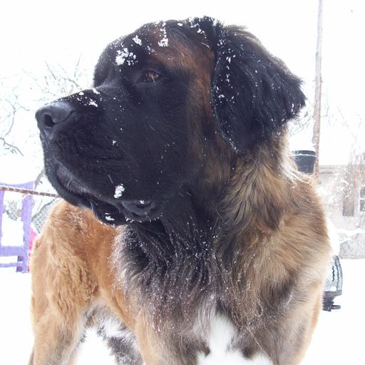 User profile photo