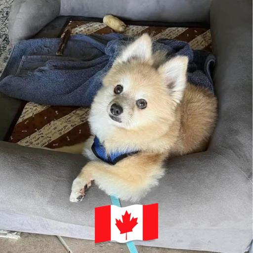 User profile photo
