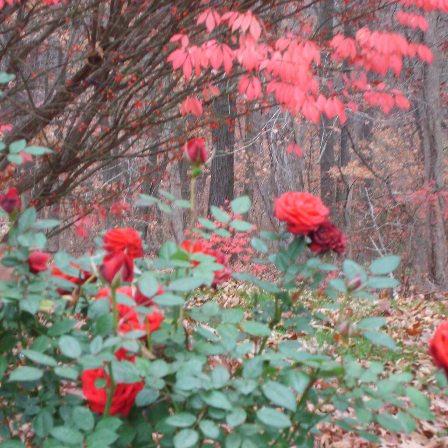 Picture of Janie Vance