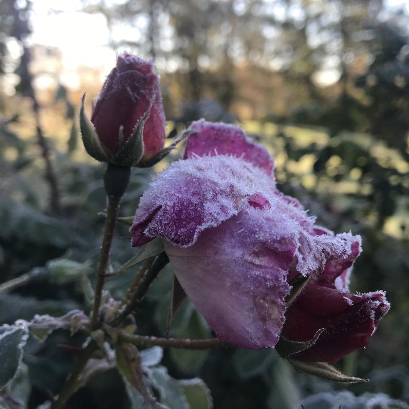 Picture of Julie Franko