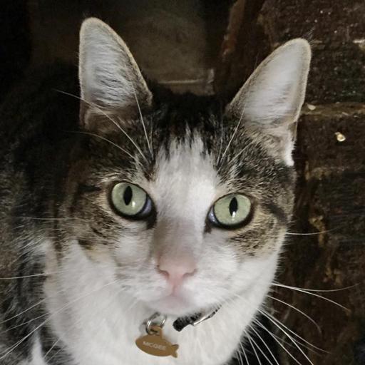 User profile photo