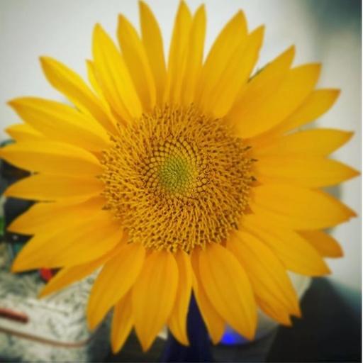 User profile photo