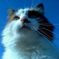 Picture of Lori Biletnikoff