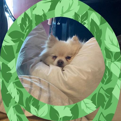 User profile photo
