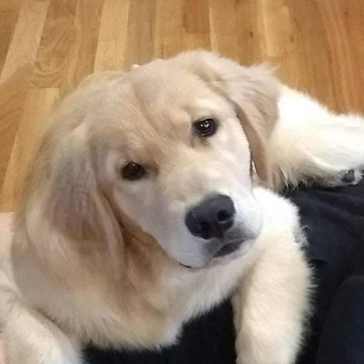User profile photo