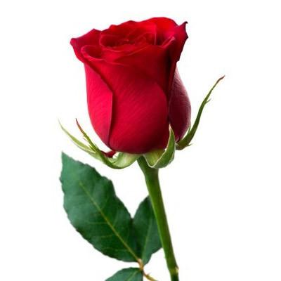 Picture of Sonia Werner