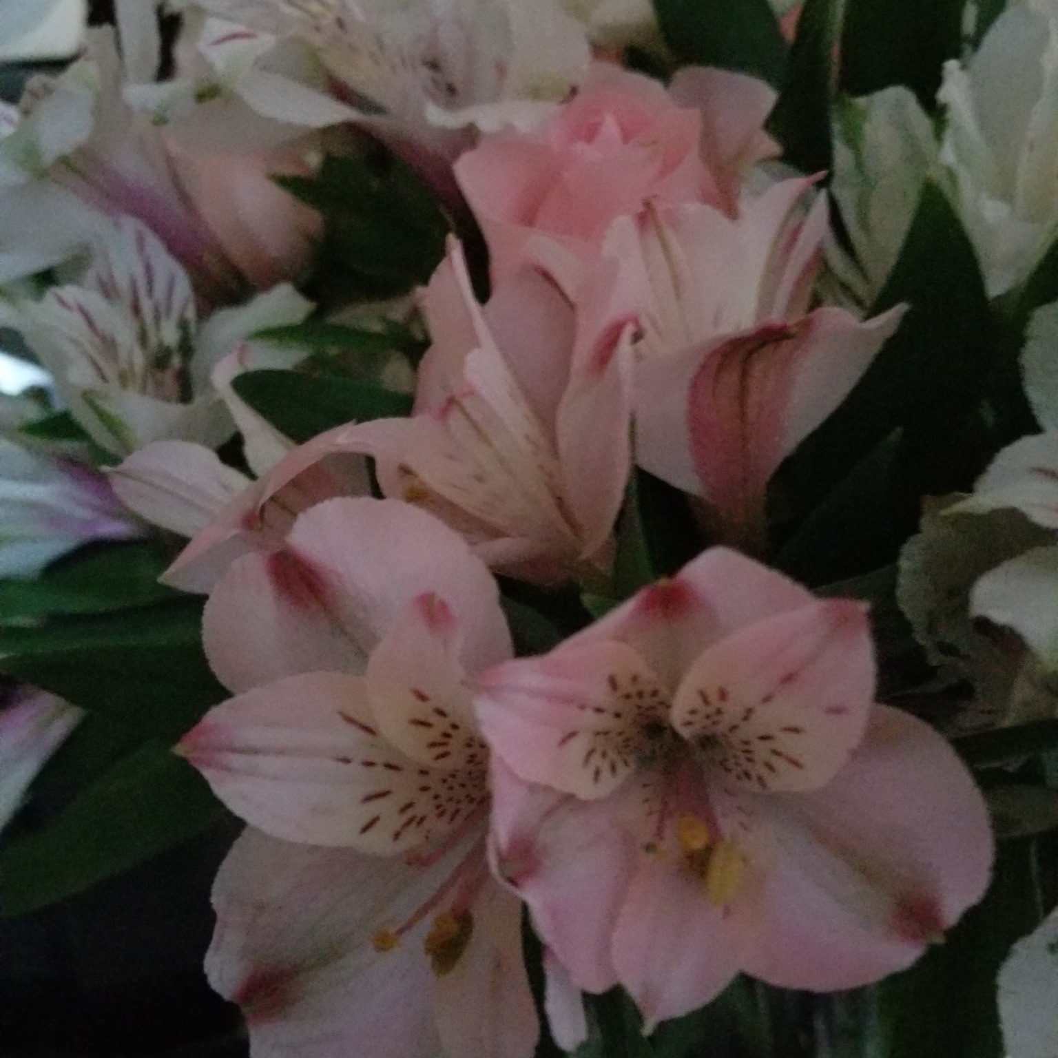 Picture of Theresa Berg