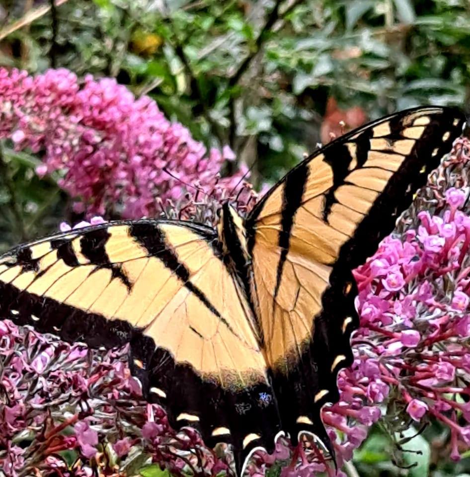 Picture of Jan Sewell