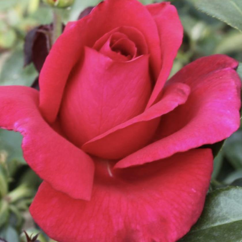 Picture of Alexis S.