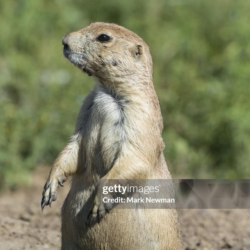 Picture of Andon Davidson