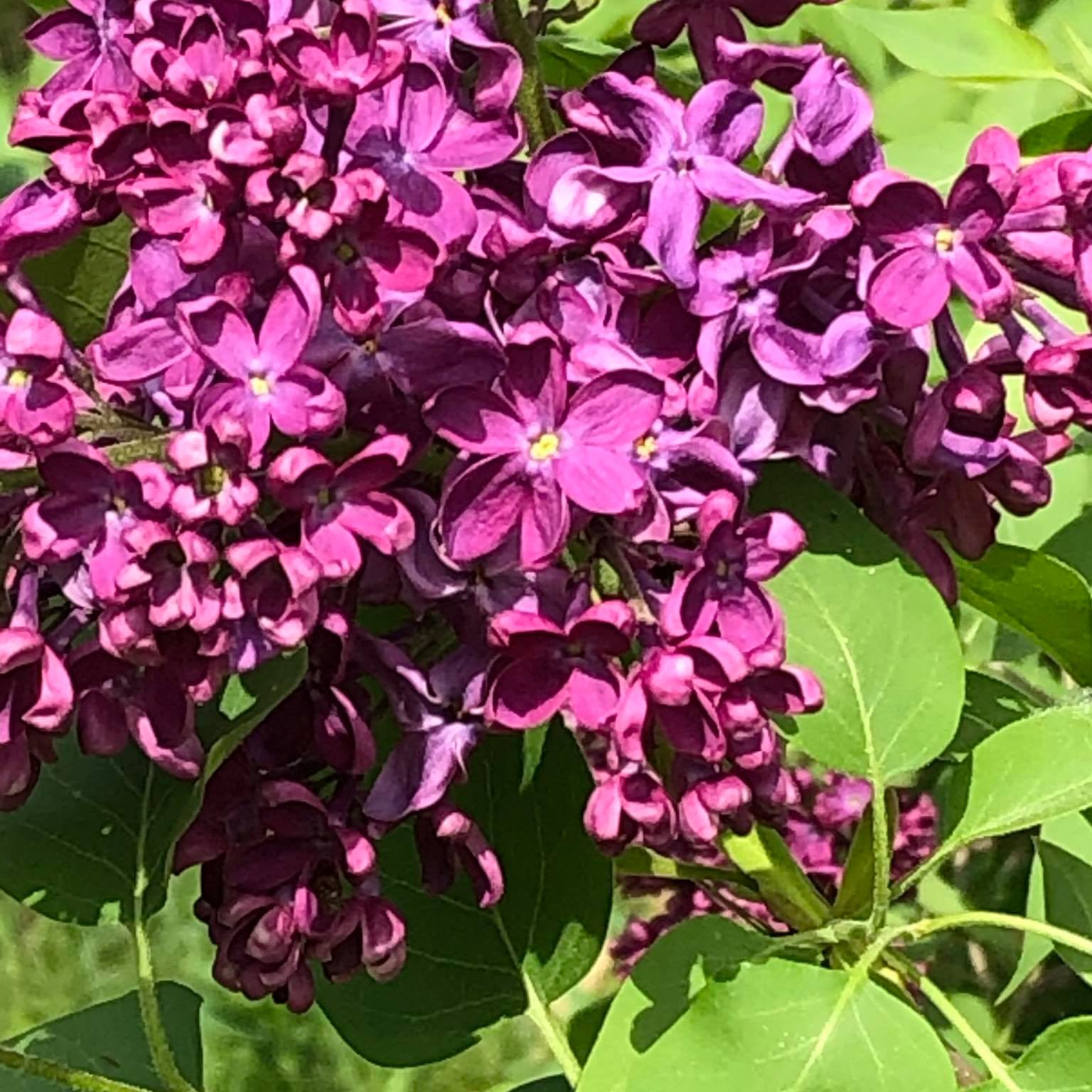 Picture of Cindy Turner