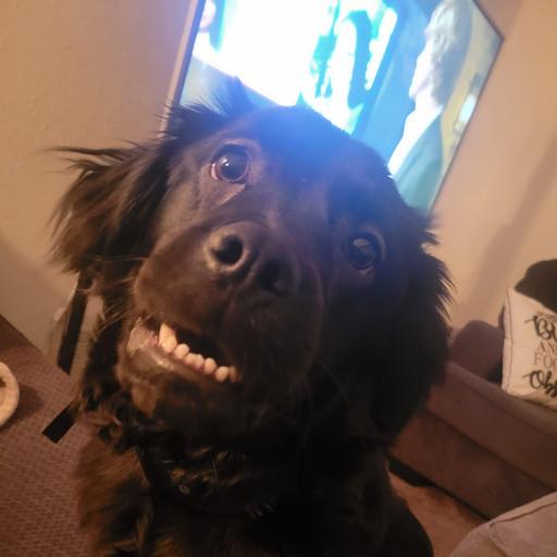 User profile photo