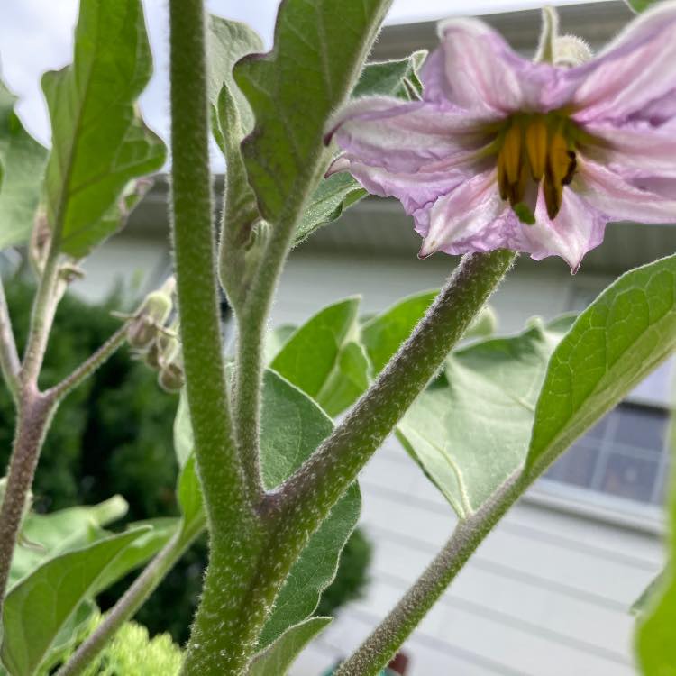 Picture of Joan Cooper