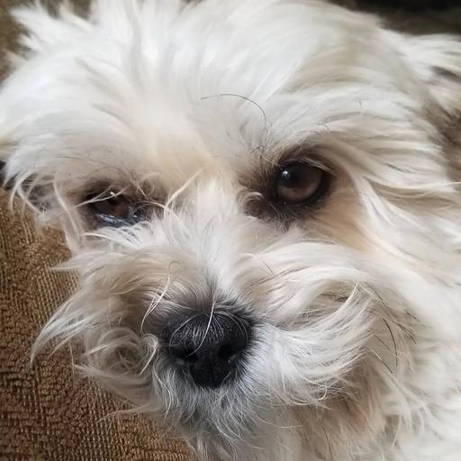 User profile photo