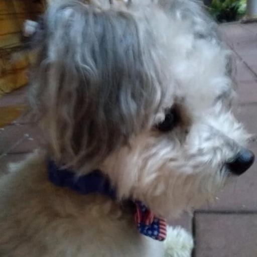 User profile photo