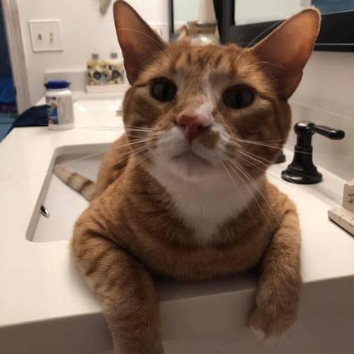 User profile photo