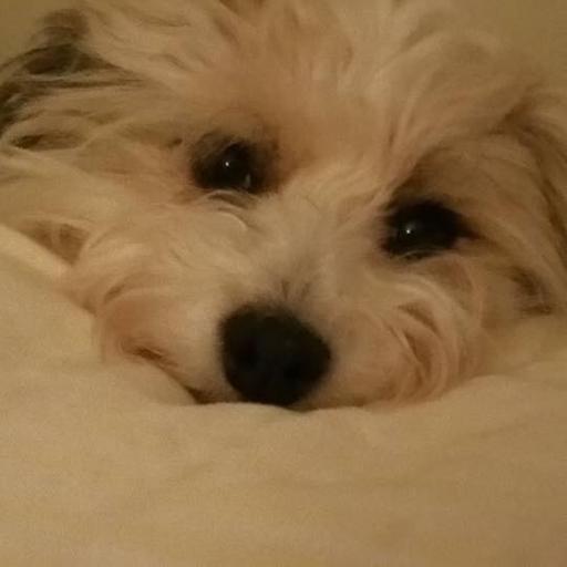 User profile photo