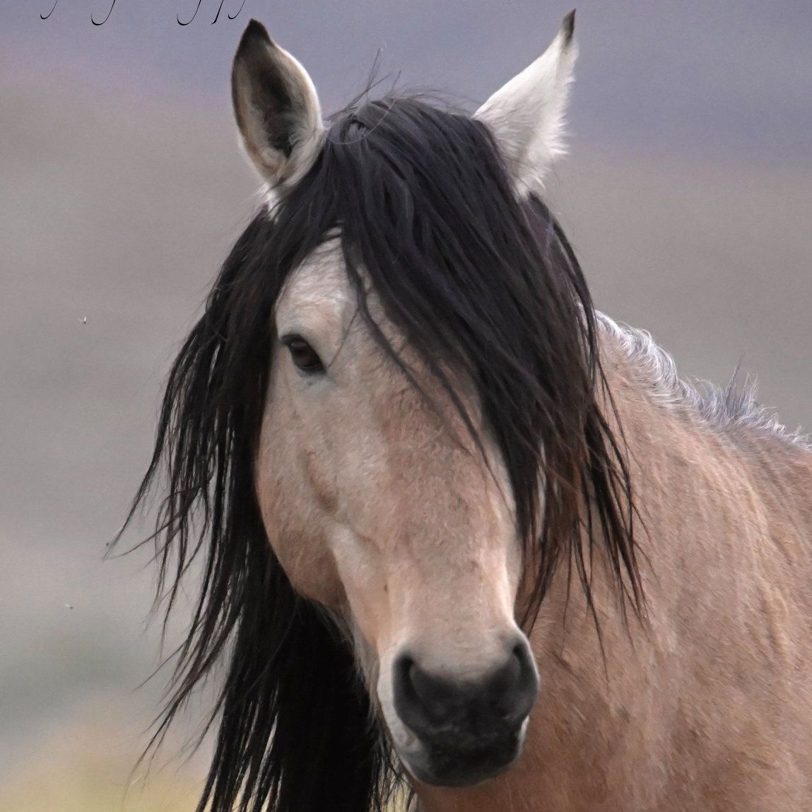 Picture of Linda Caster