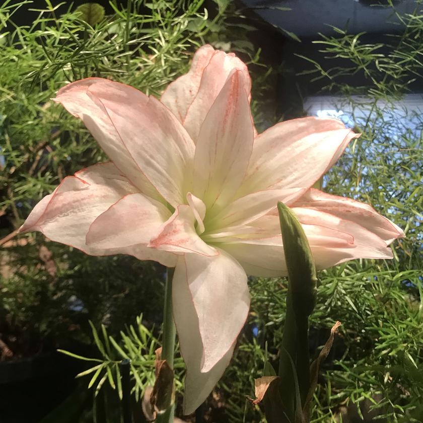 Picture of Birgit Michael