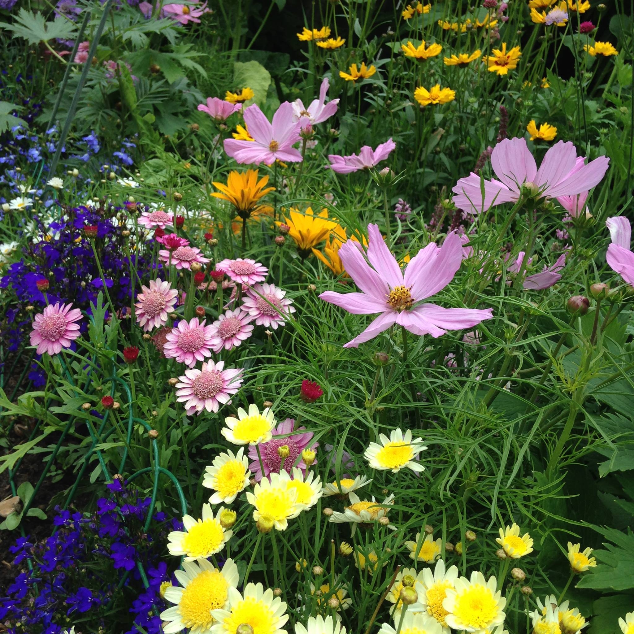 Picture of Oody Petty