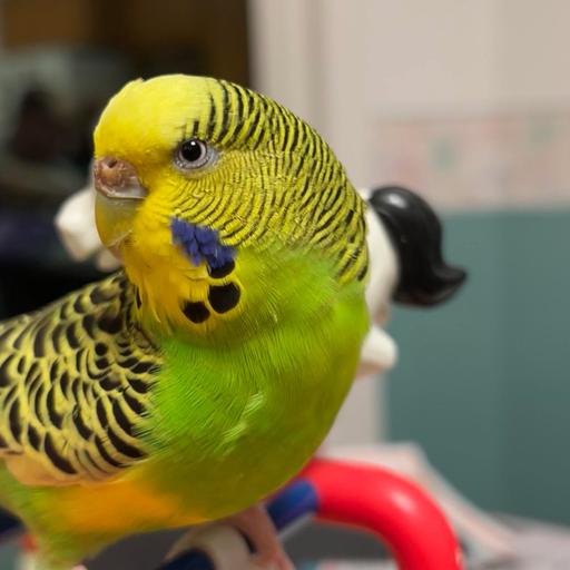 User profile photo