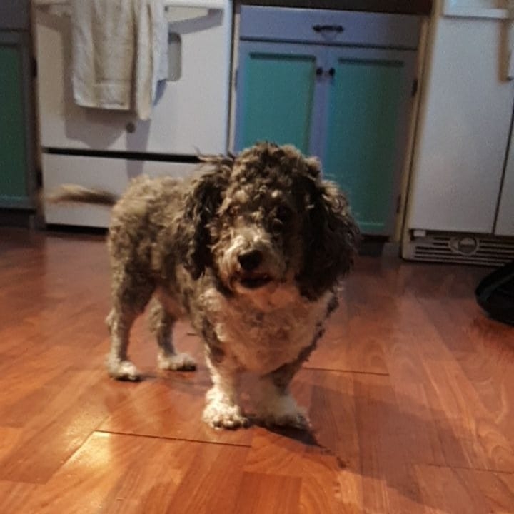 Picture of Bobo Saunders