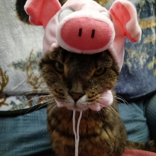 User profile photo