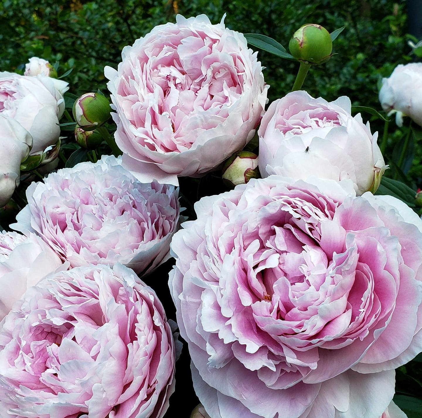 Picture of Heather Lutfy