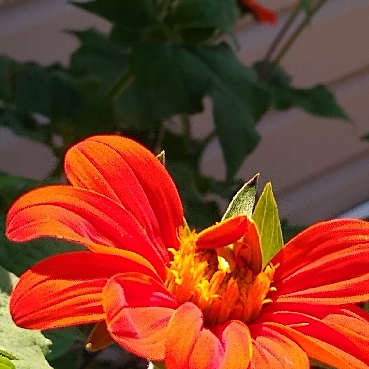 Picture of Phyllis Sherwin