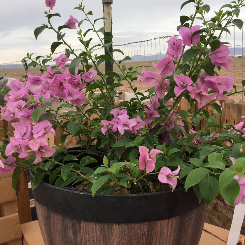 Picture of Erlinda Olivas