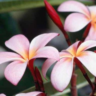 Picture of Rusty & Patty Gardiner