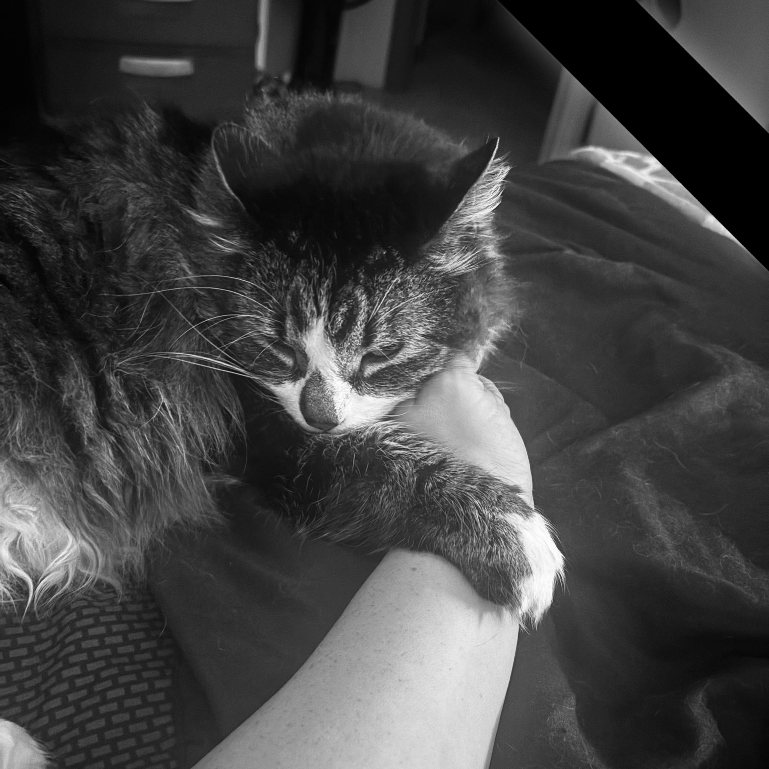 Picture of Casi Brand