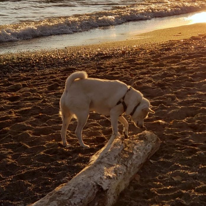 Picture of Devin Telfer