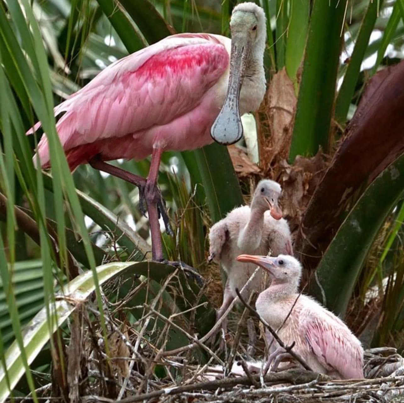 Picture of Wendy Lindstrom Brazill