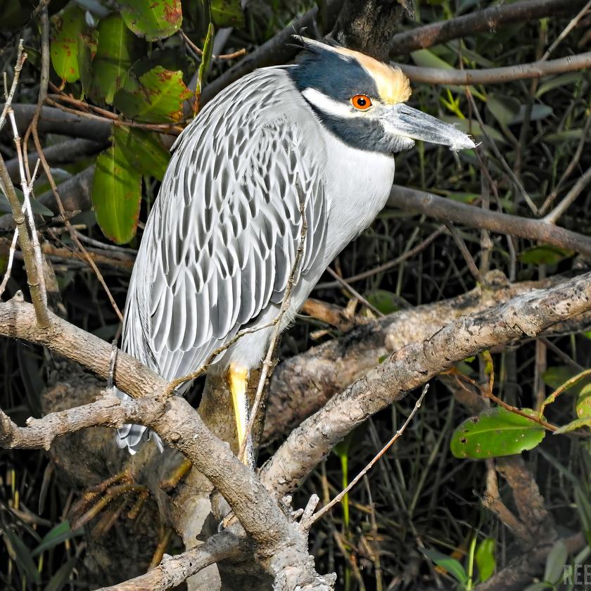 Picture of Reem Kattan